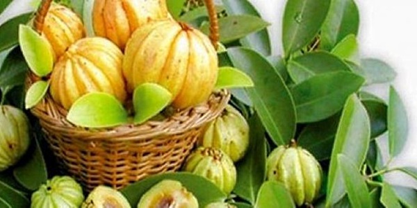 Φρούτα και φυτό garcinia cambogia